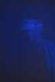 humanleague5
